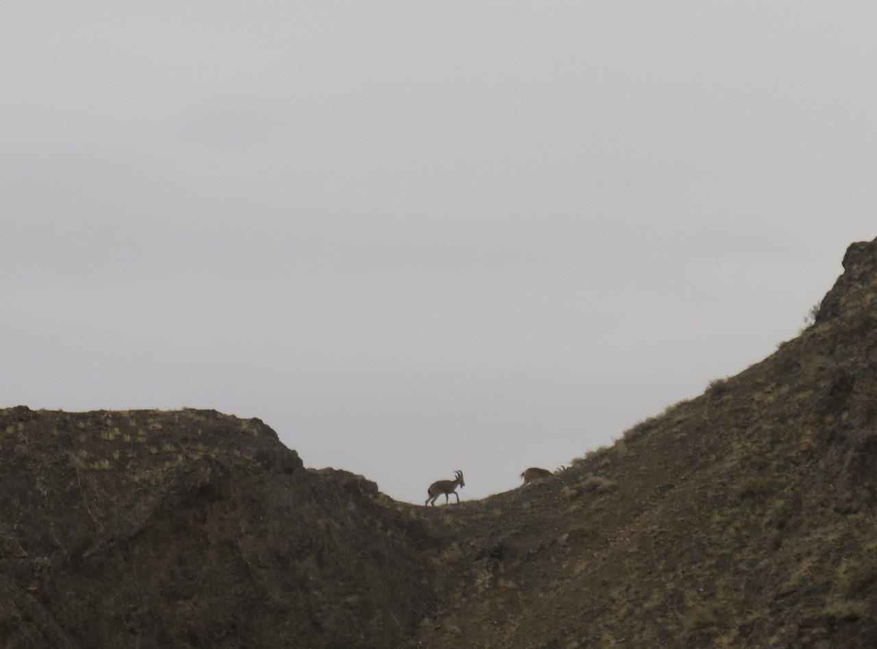 야생염소1_.jpg