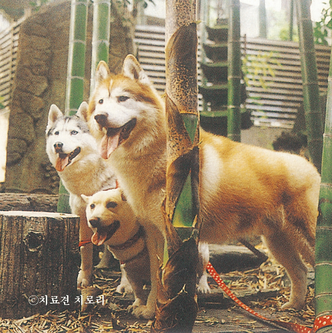 1_치료견치로리.jpg