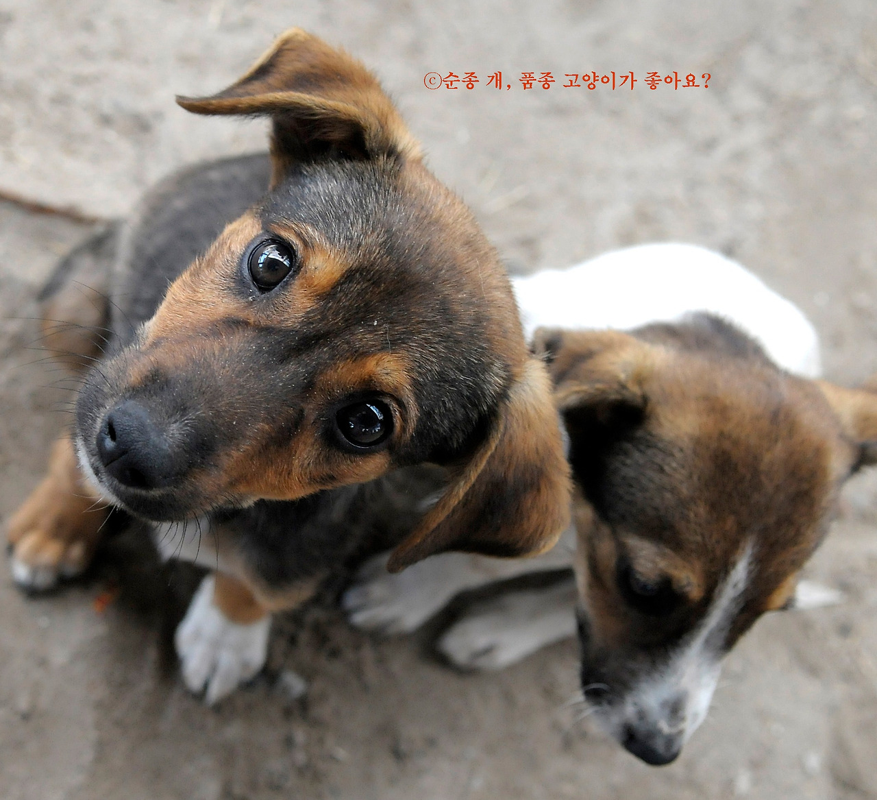 1_순종개품종고양이가좋아요_2024.jpg
