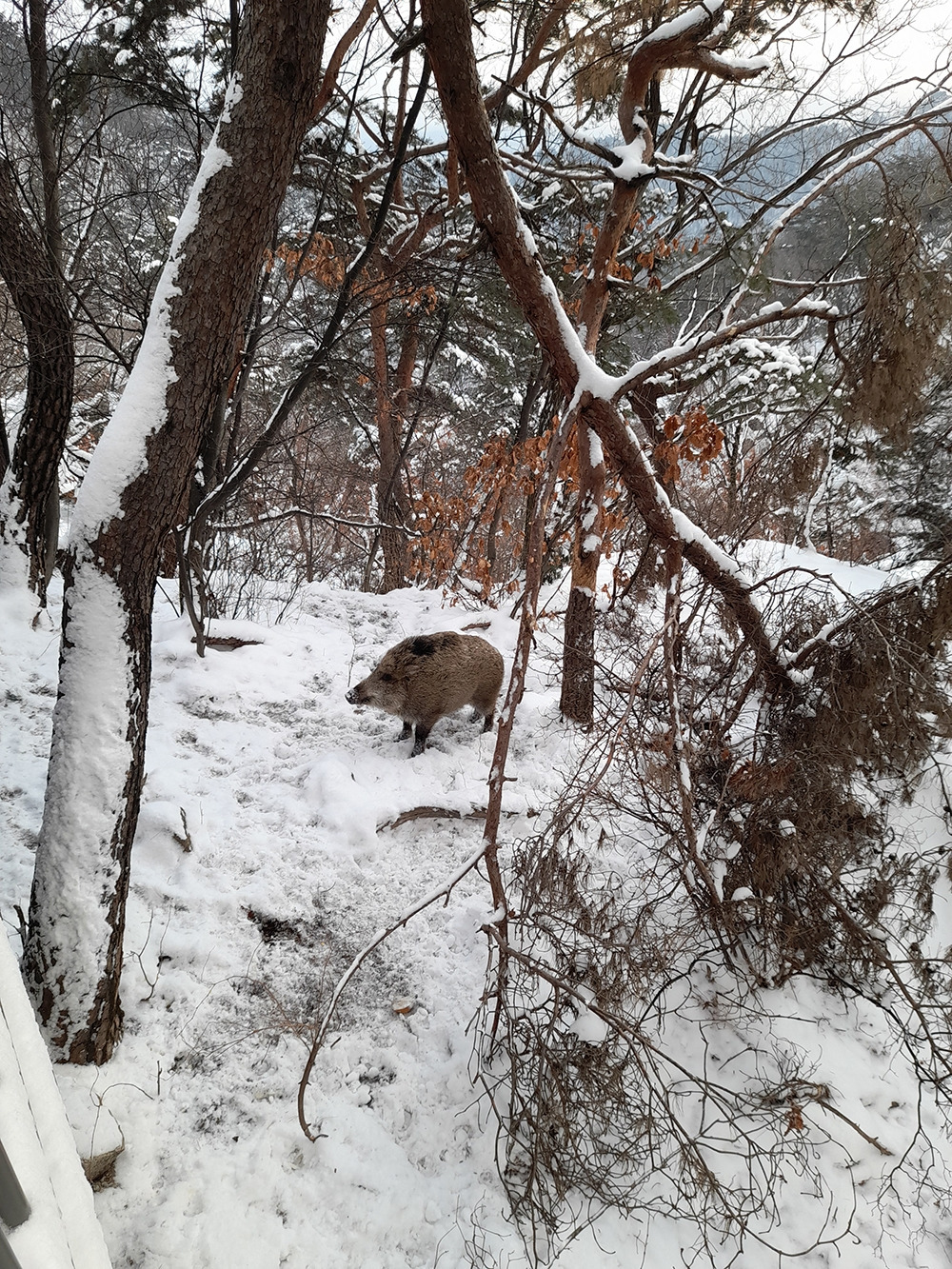 1_설날삼각산멧돼지_20250129_084911.jpg