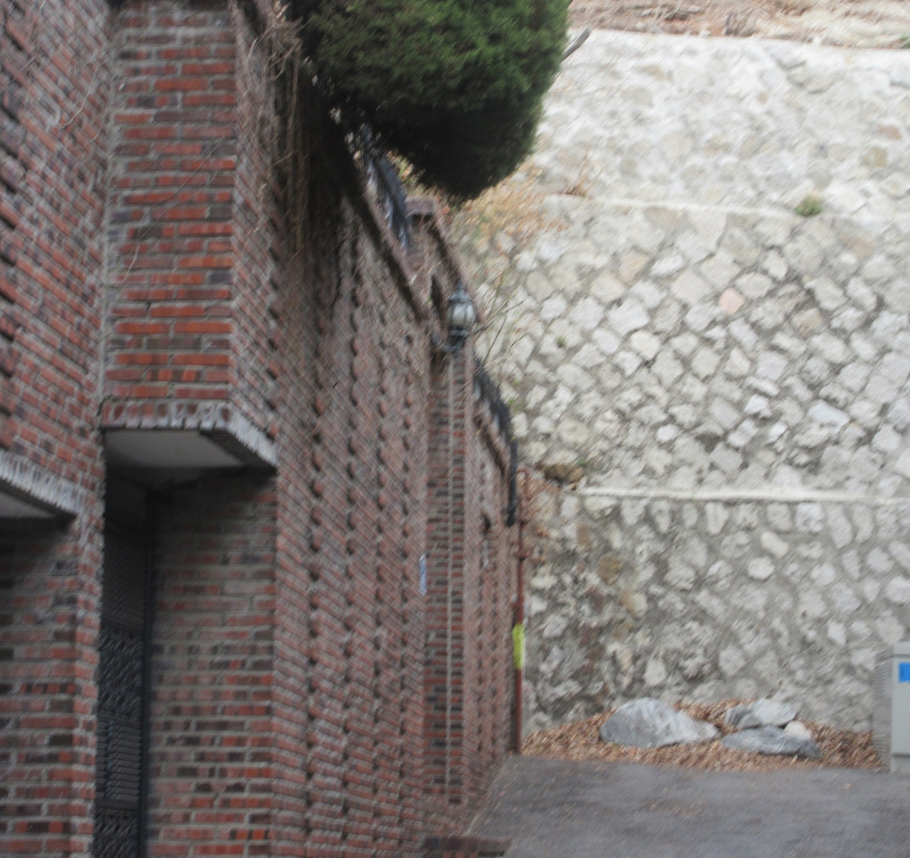 2작은귀_발치_230324 (47).jpg