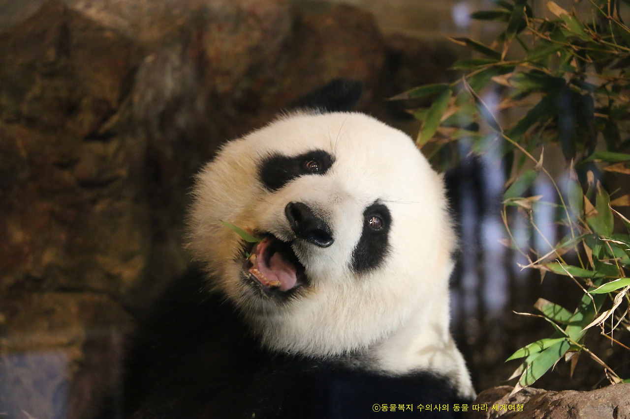 판다_애들레이드 동물원.jpg