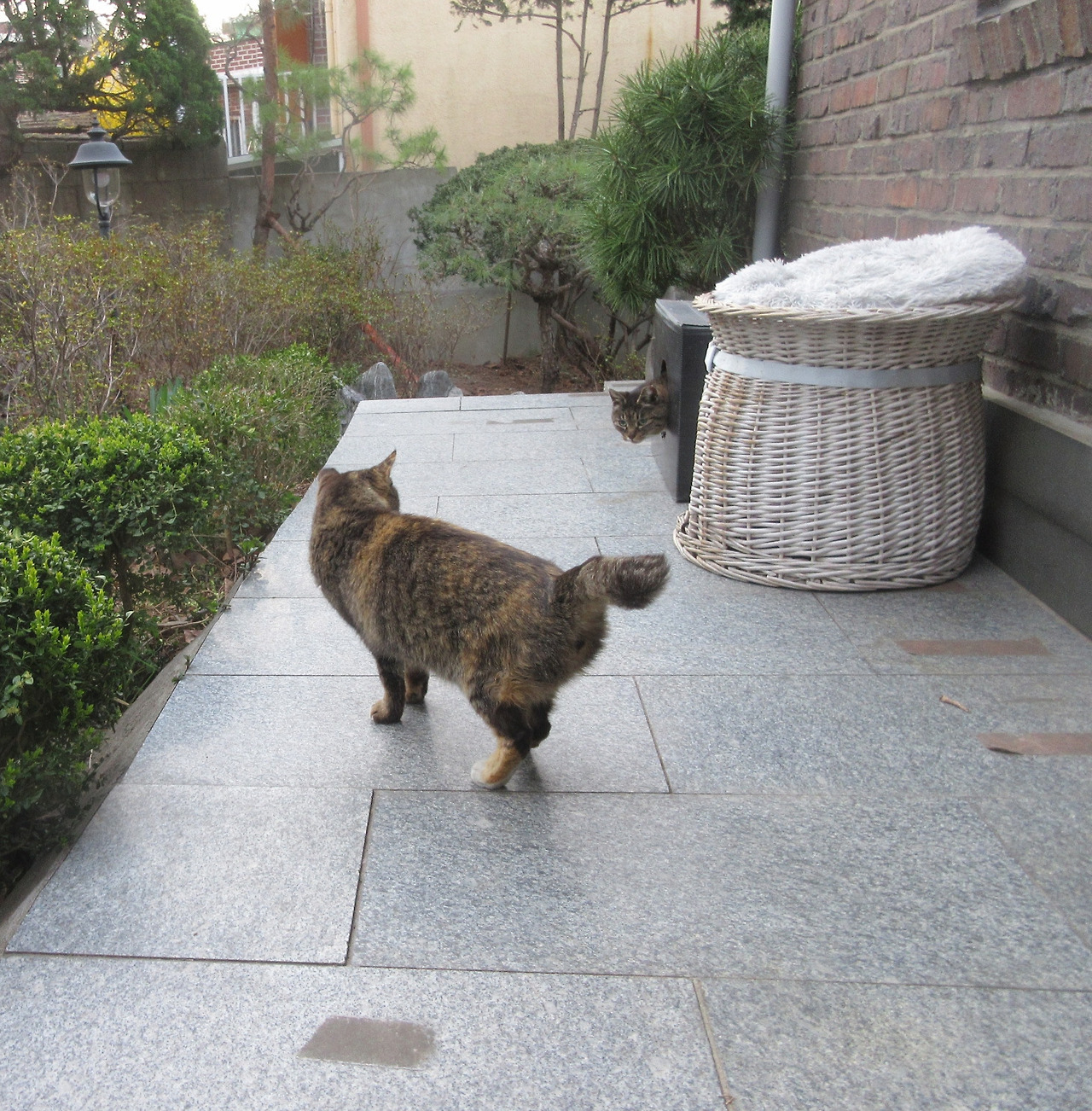 2작은귀_발치_230324 (28).jpg