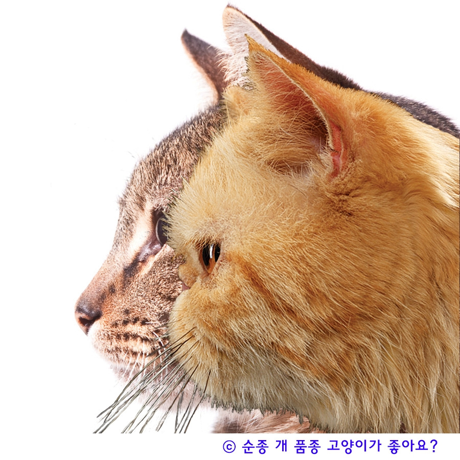 순종품종고양이.jpg