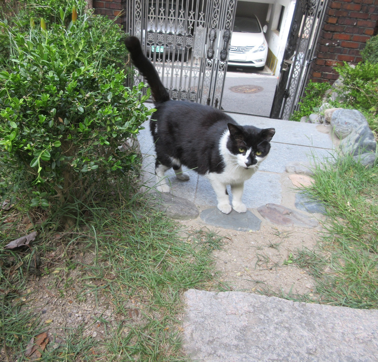 1은애_작은귀_마당3_230529 (10).jpg