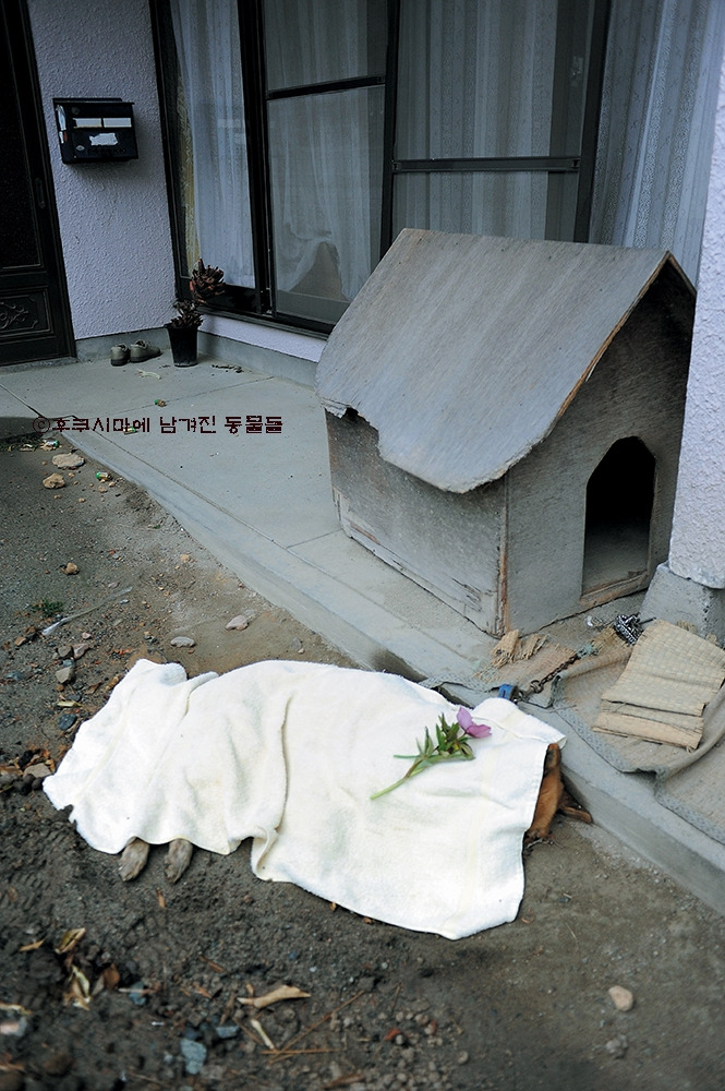 1_후쿠시마에남겨진동물들144.jpg