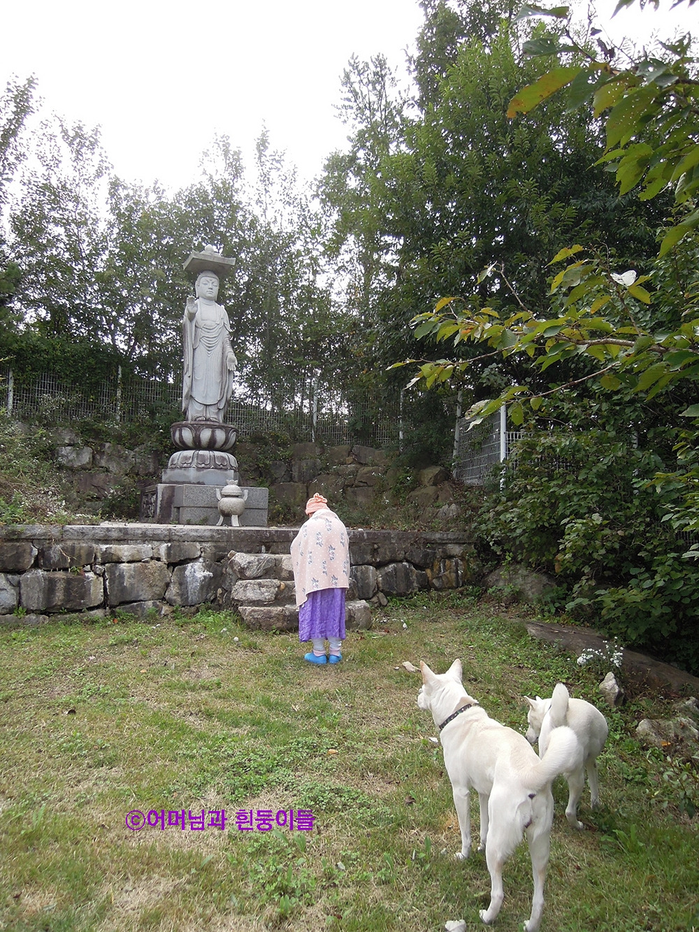 0어머님과흰둥이들 (4)_2.jpg