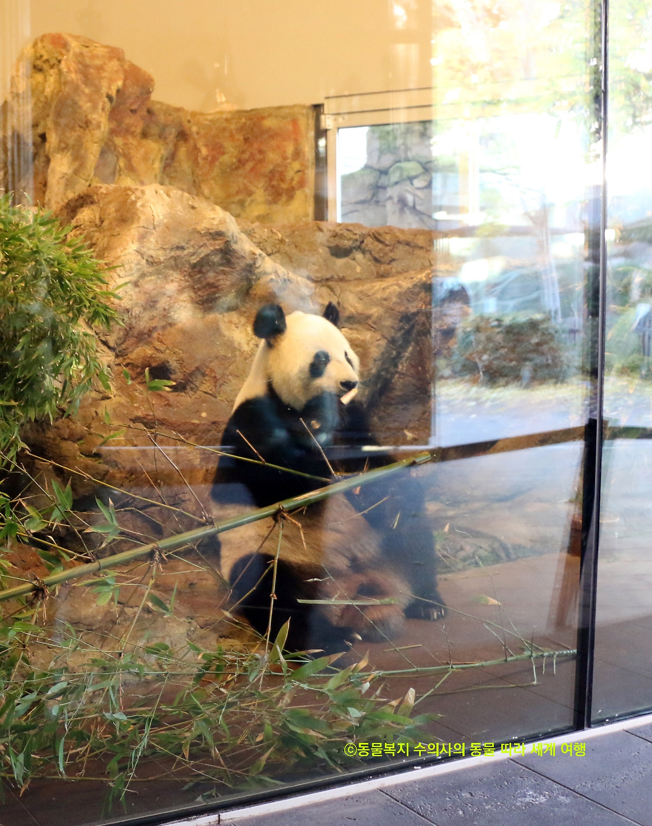 0_판다_임대_.jpg