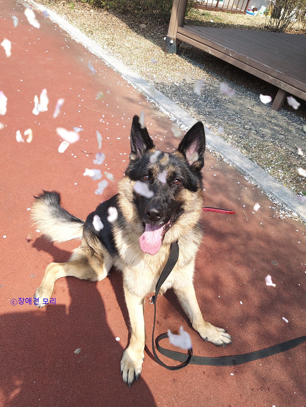 0_장애견모리1_.jpg