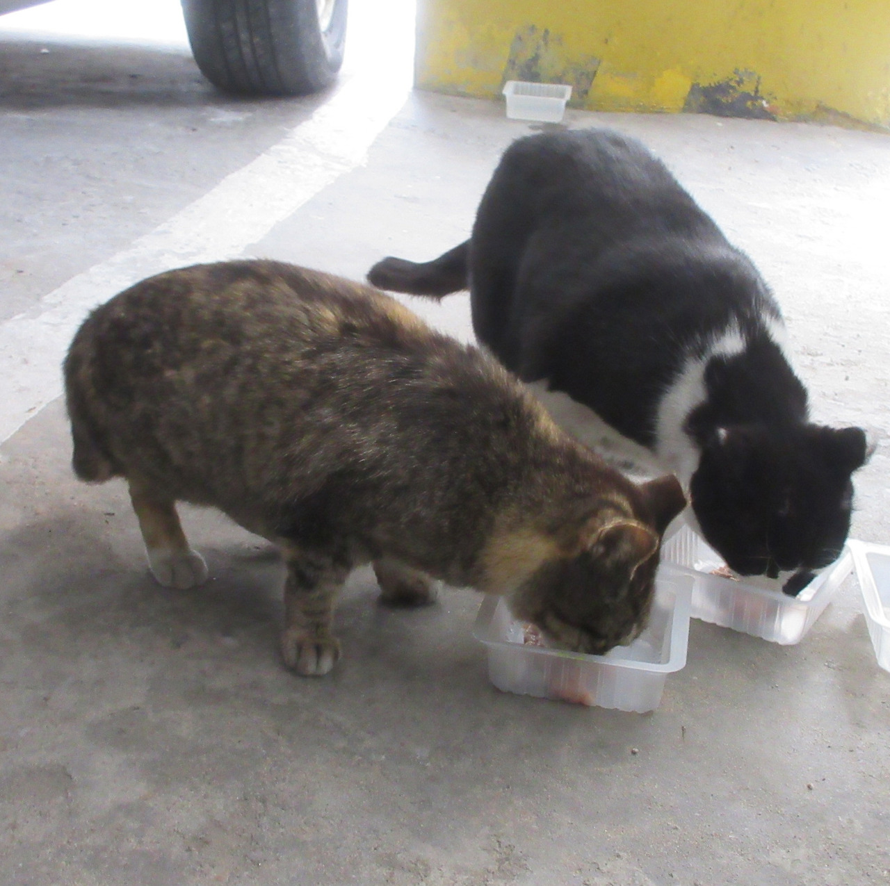 2작은귀_발치_230324 (42).jpg