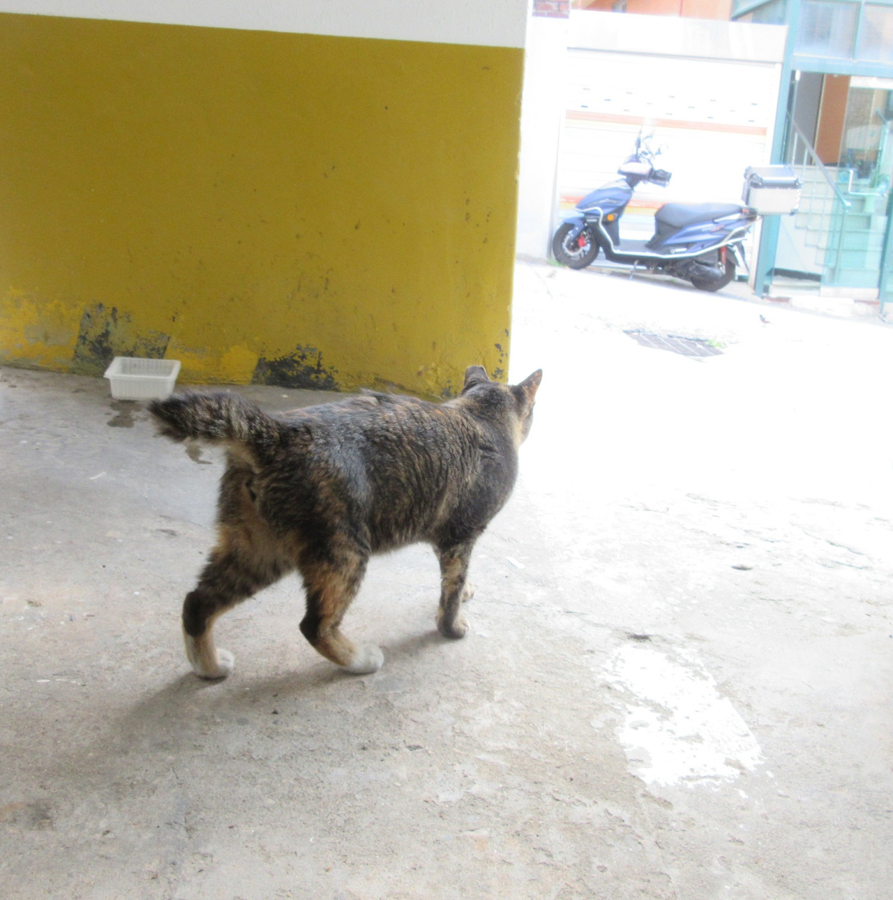 1작은귀_딱새인가_230913 (81).jpg