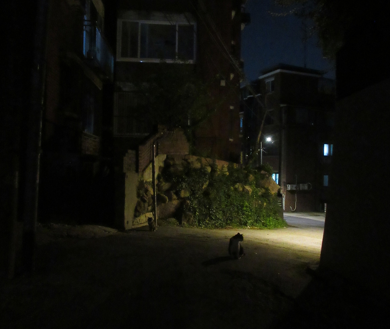 1_은애_작은귀_밤마실_230721 (123).jpg