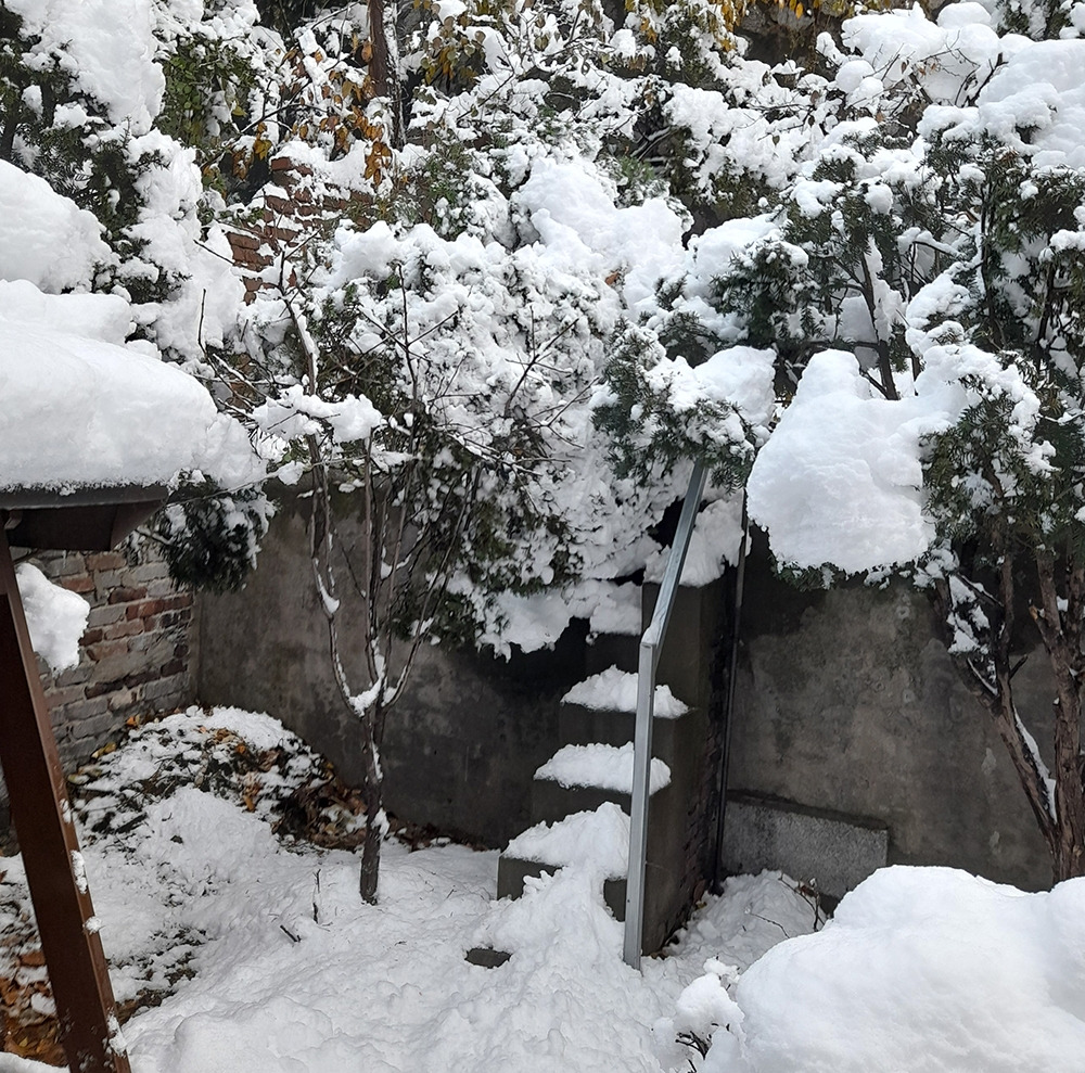 00_폭설_향나무_1.jpg