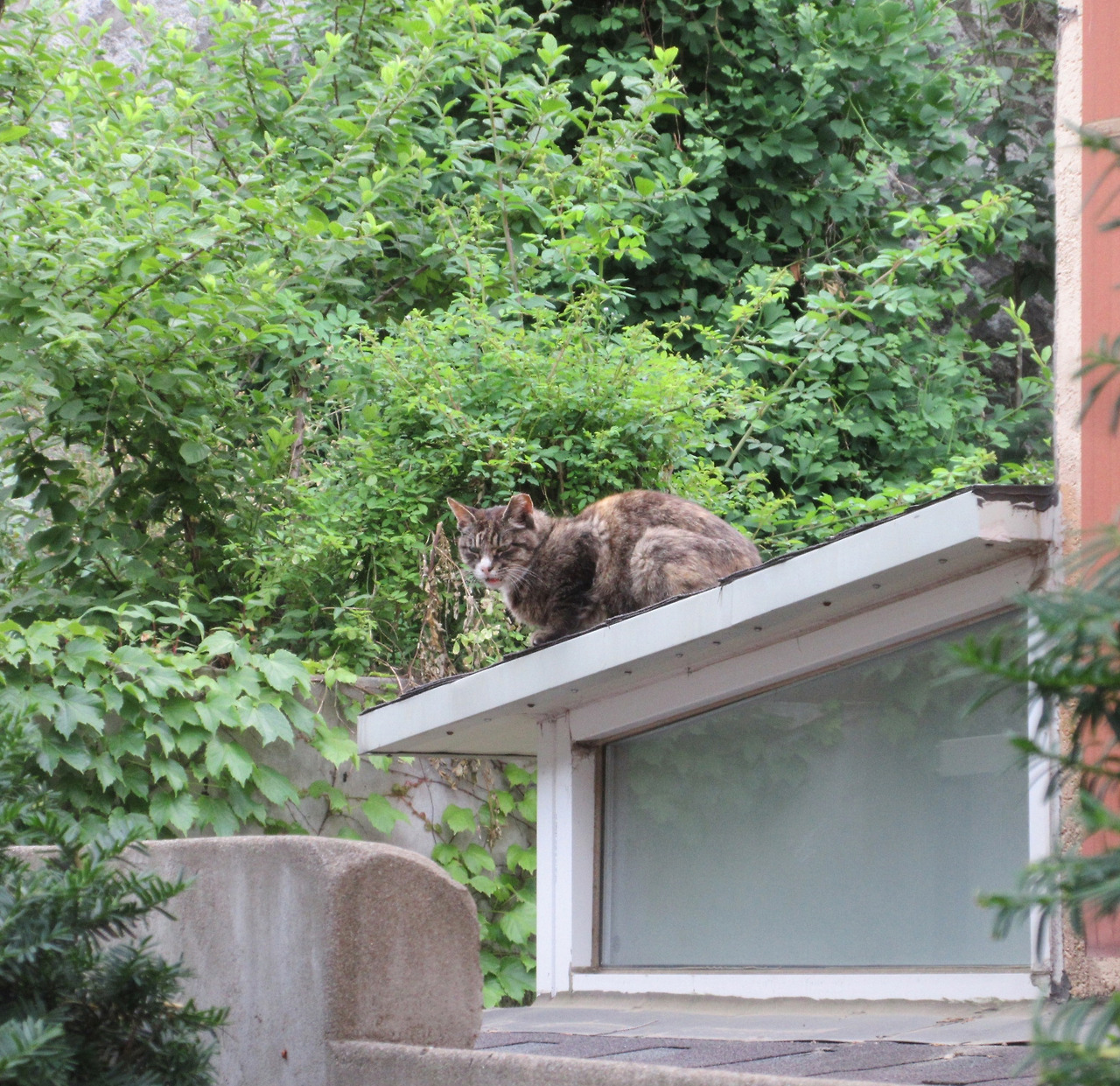 1은애_작은귀_마당5_230529 (10).jpg