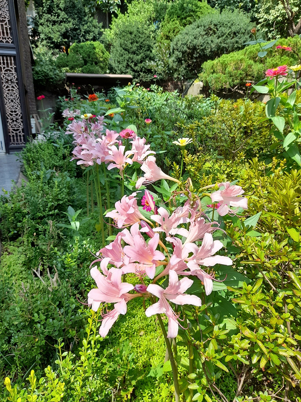 0_상사화_240806 (9).jpg