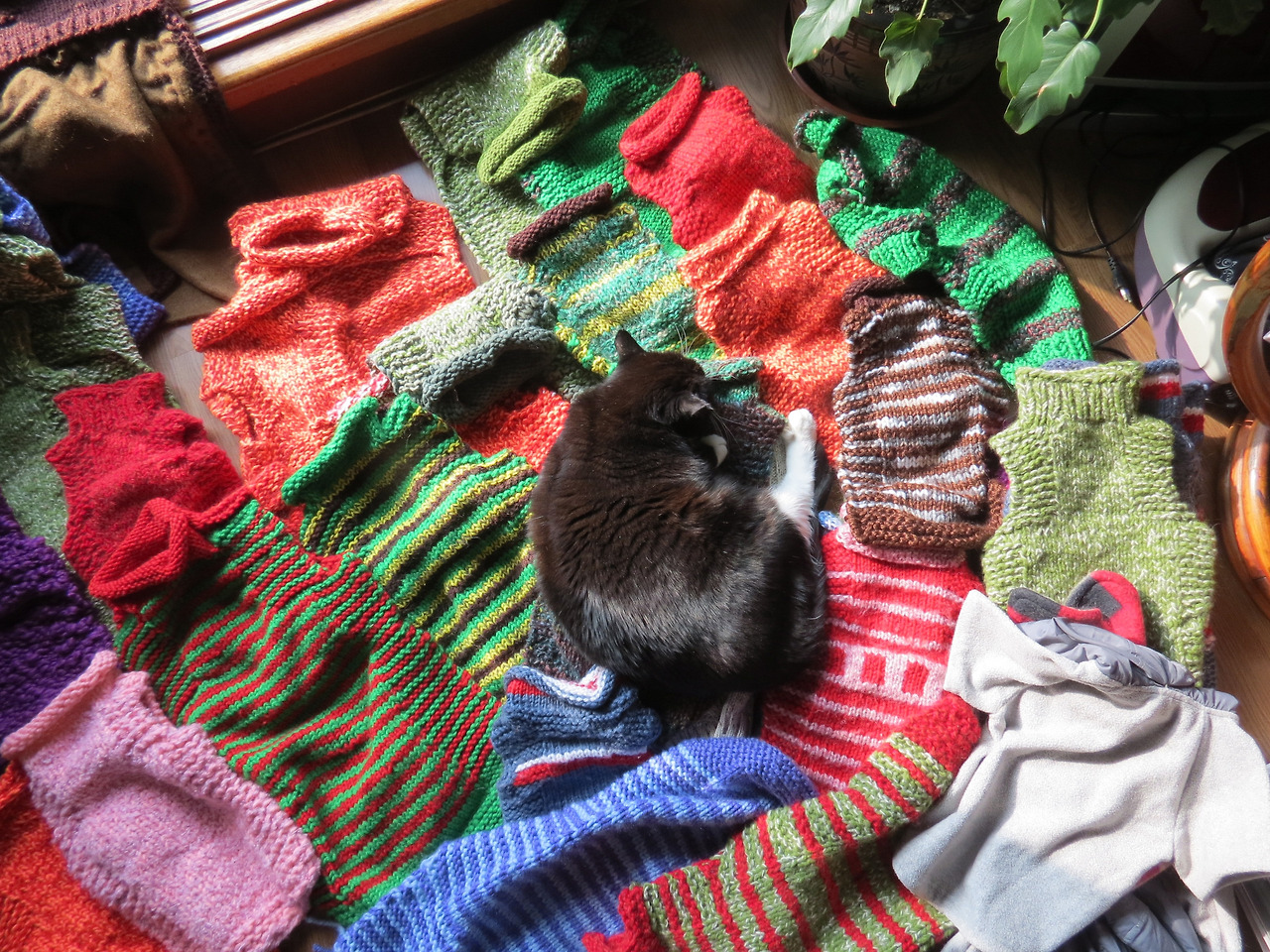 1리마님2_보호소겨울옷7-161115 031.jpg