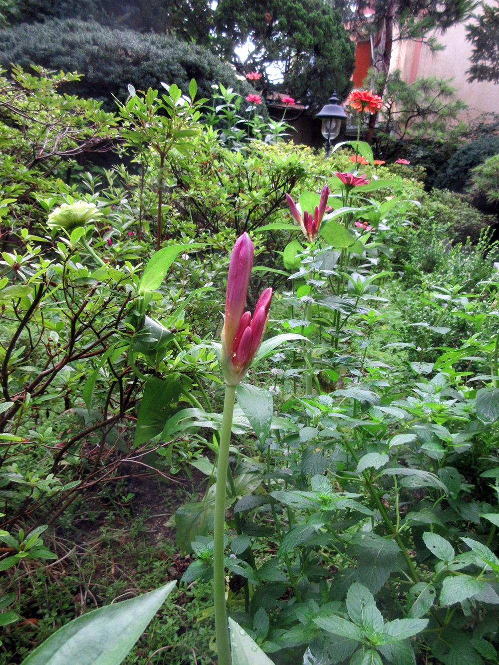 0_상사화_240731 (9).jpg