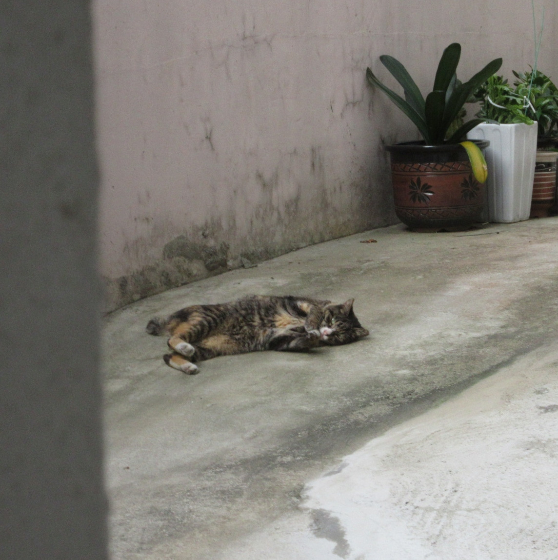 1작은귀_딱새인가5_230913 (81).jpg