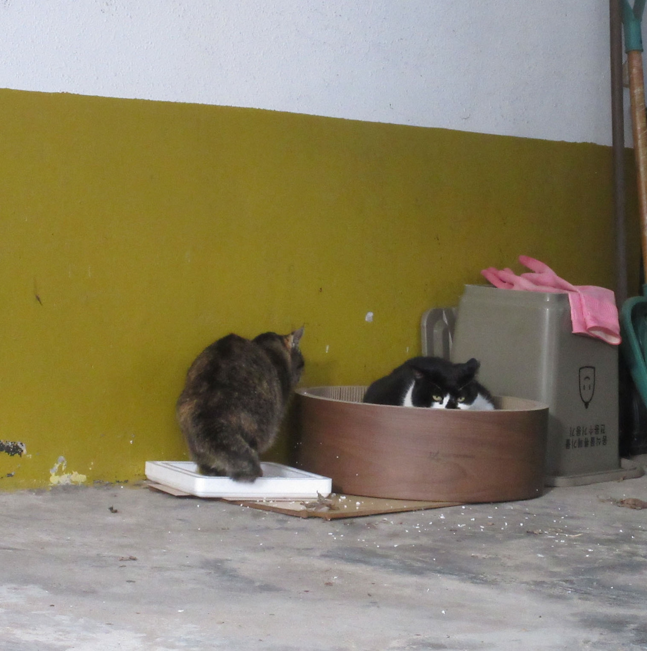 1은애_작은귀_스크래처2_231118 (184).jpg