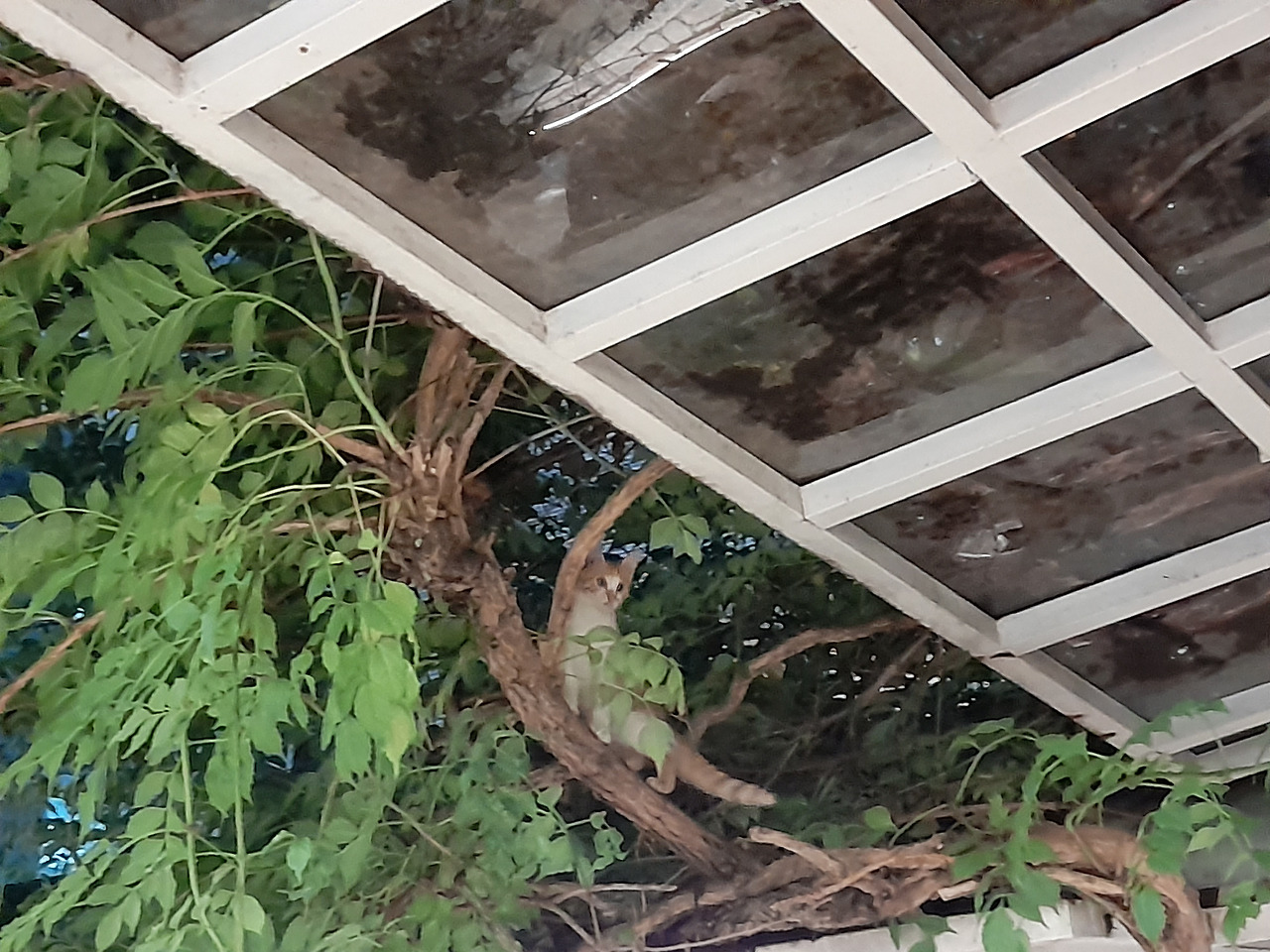 노랑고양이_삼원샏1_220707 (9) 한겨레애피미팅.jpg