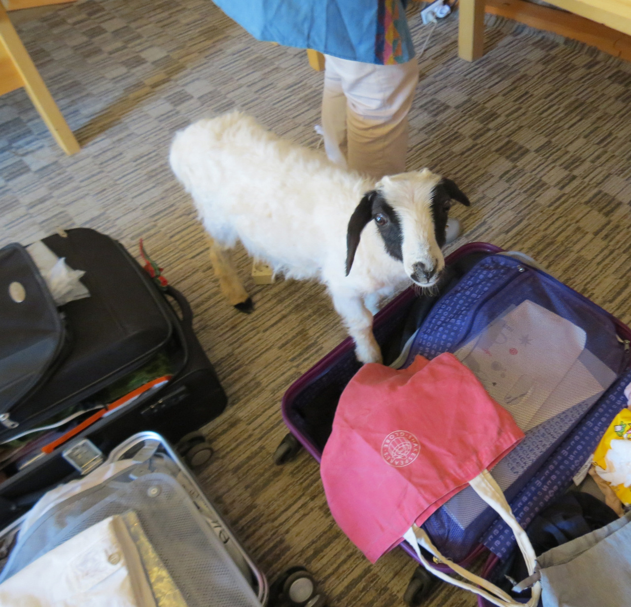 1히어로_아기양1_220822 (1).jpg