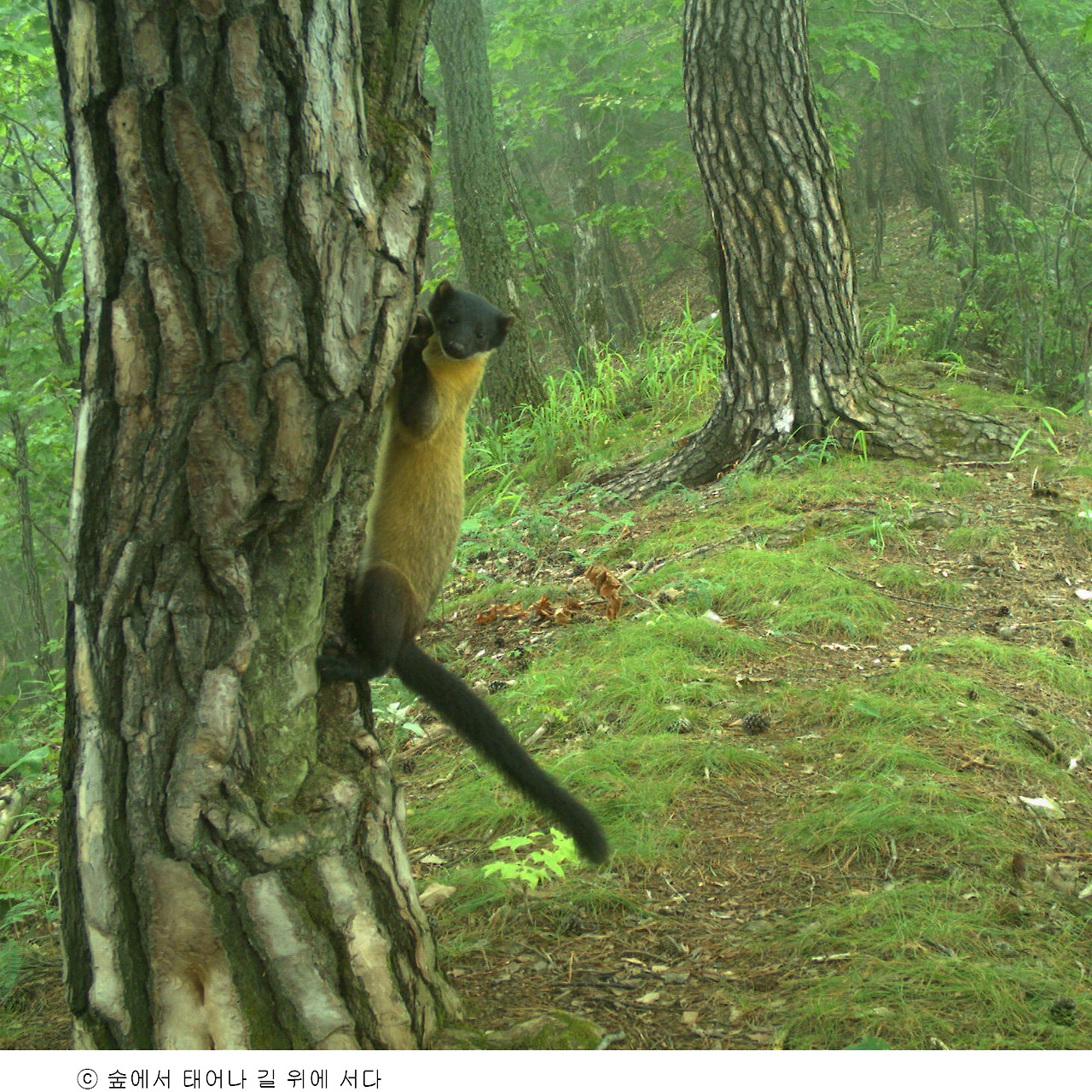 1숲에서태어나길위에서다_담비2.jpg