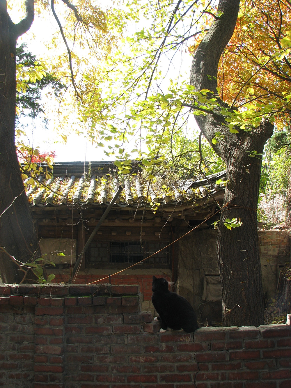1_대장_한옥_아지트_은행나무_고양이4.jpg