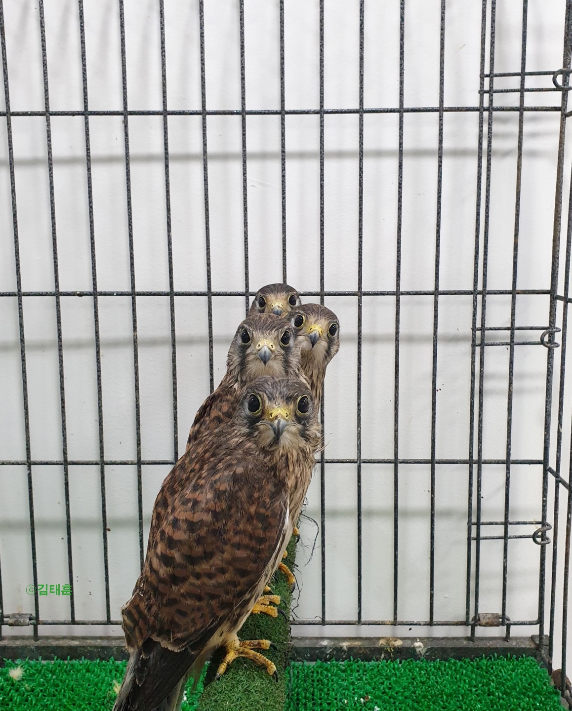 0_도심의야생동물구조센터.jpg