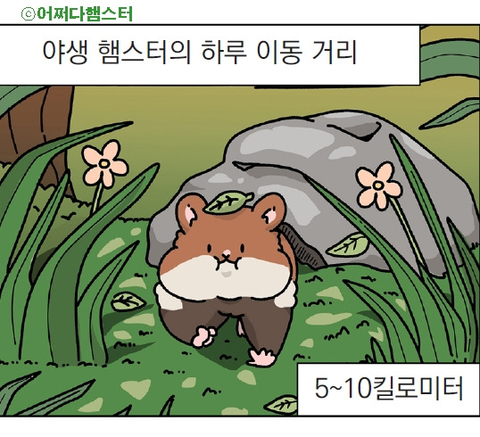 0_어쩌다햄스터1.jpg