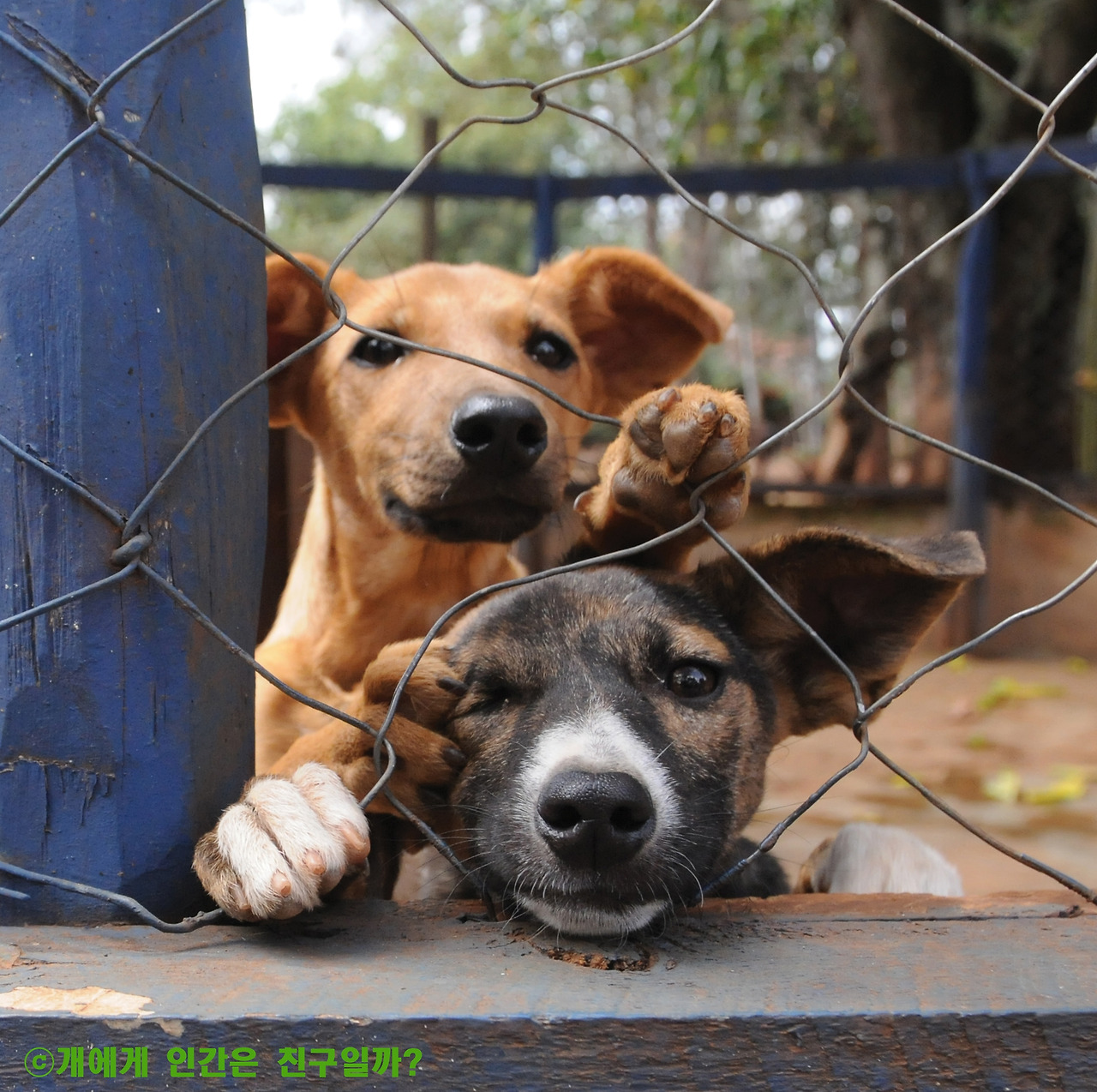 개에게인간은친구일까_유기견.jpg