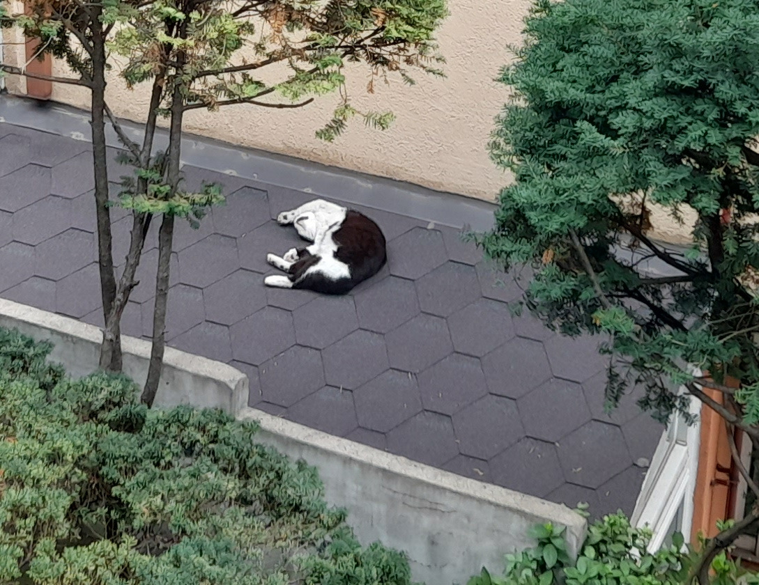 1은애_작은귀_낮잠3_220625 (1).jpg