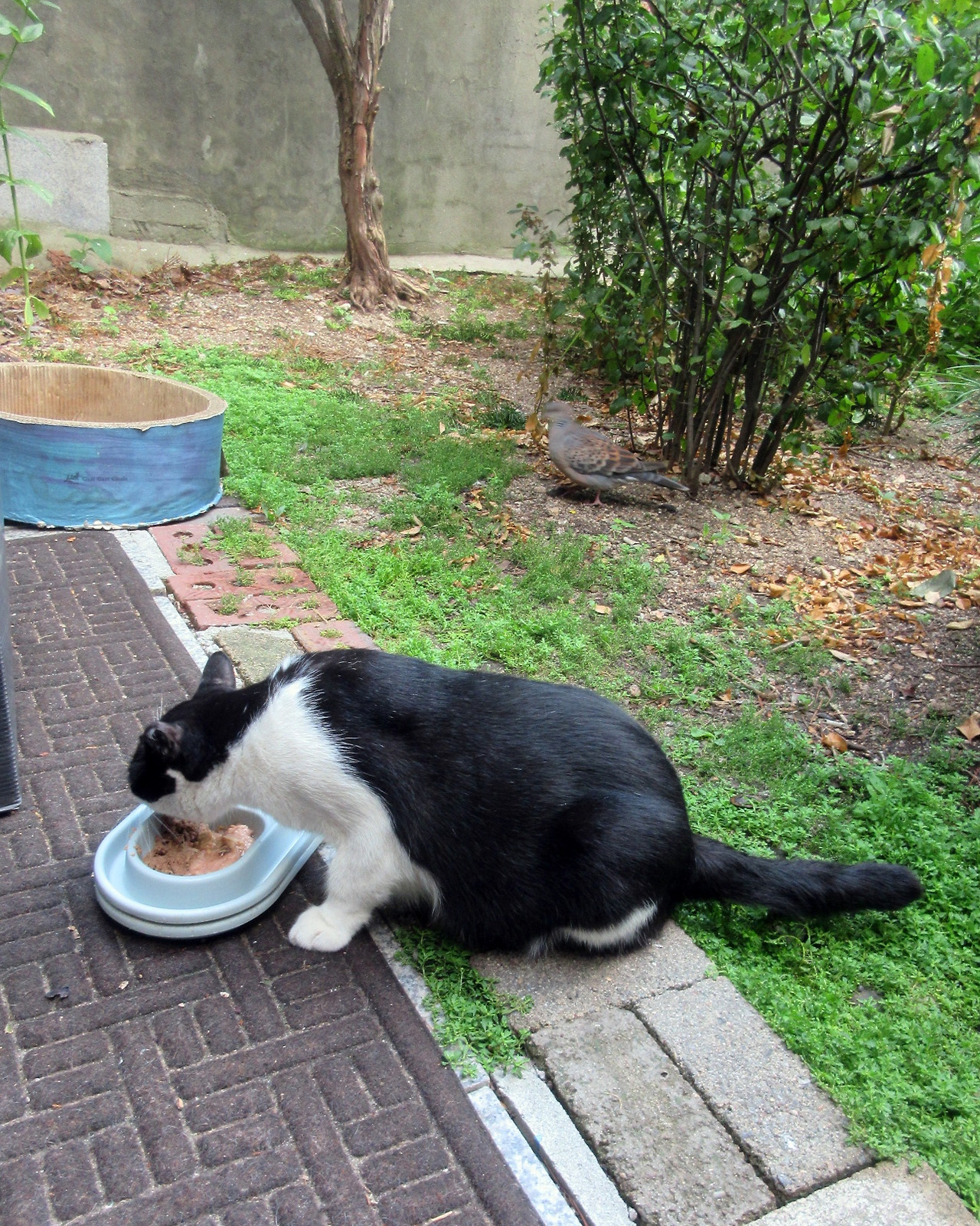 0_고양이은애랑비둘기_250817 (42.jpg