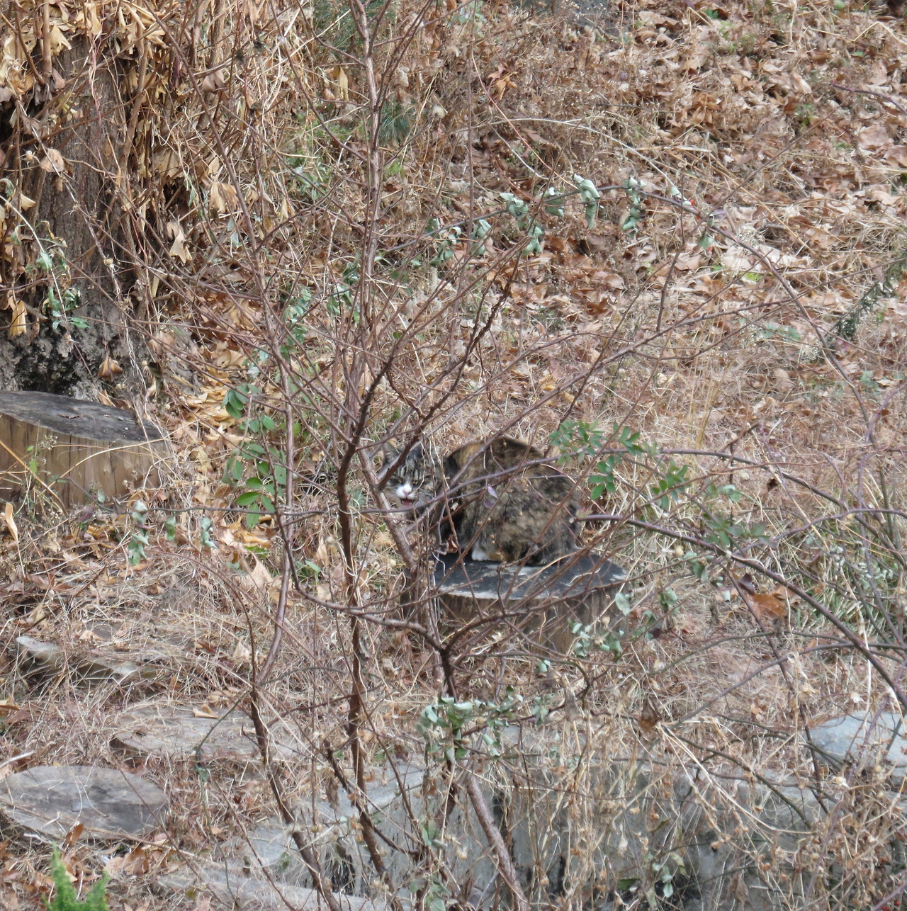 1은애_작은귀_담벼락3_221223 (51).jpg