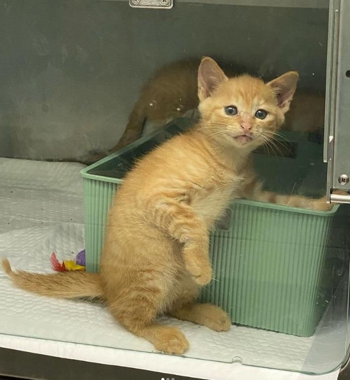 1홍도_고양이_노랑이_중성화수술5.jpg
