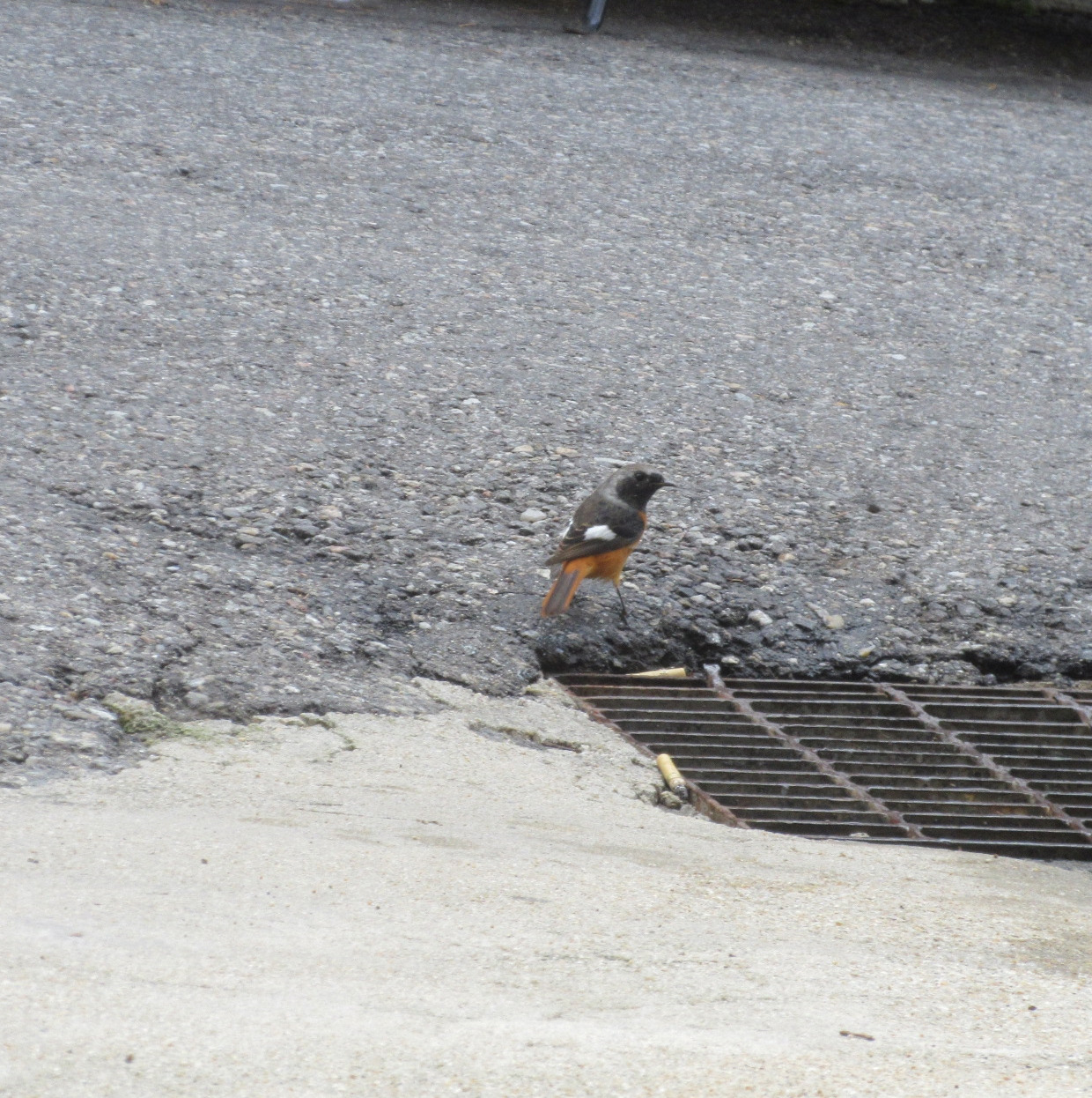 1작은귀_딱새인가3_230913 (84).jpg