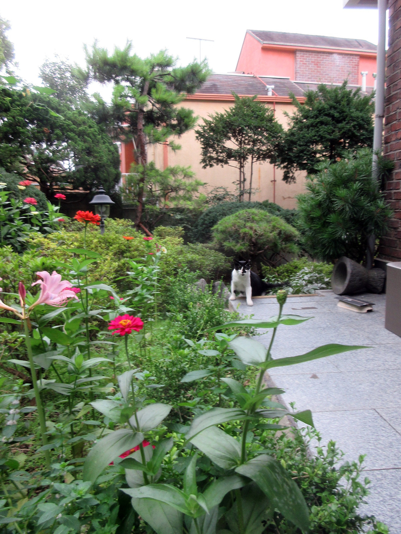 0_상사화_240806 (9)-2.jpg