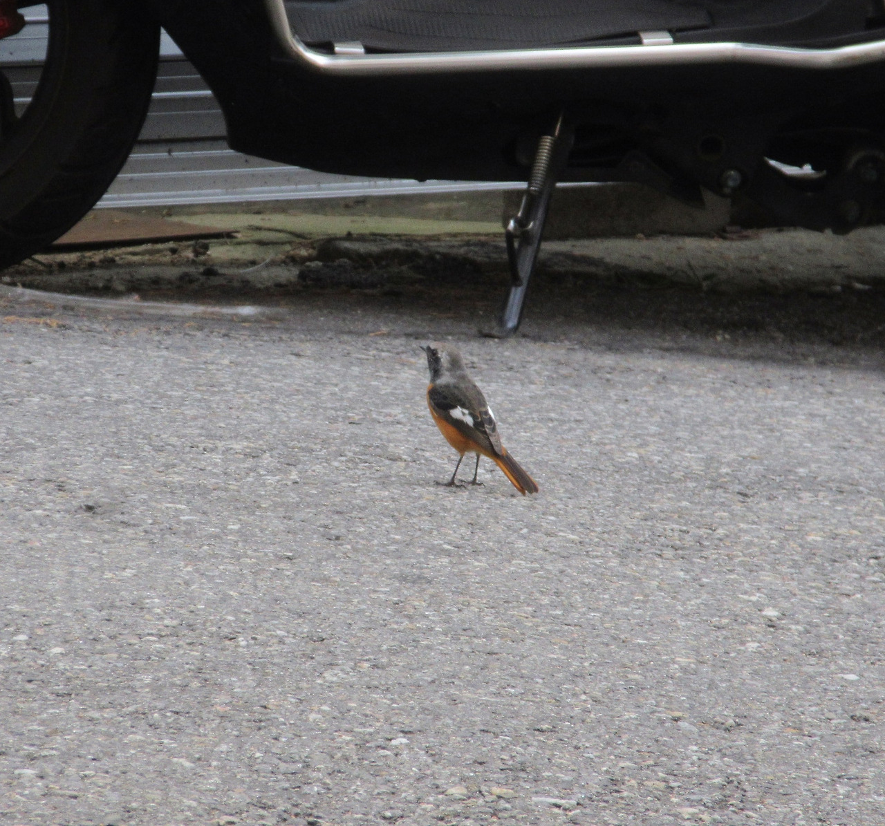 1작은귀_딱새인가2_230913 (84).jpg