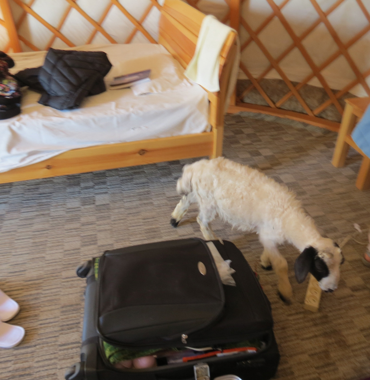 1히어로_아기양2_220822 (1).jpg