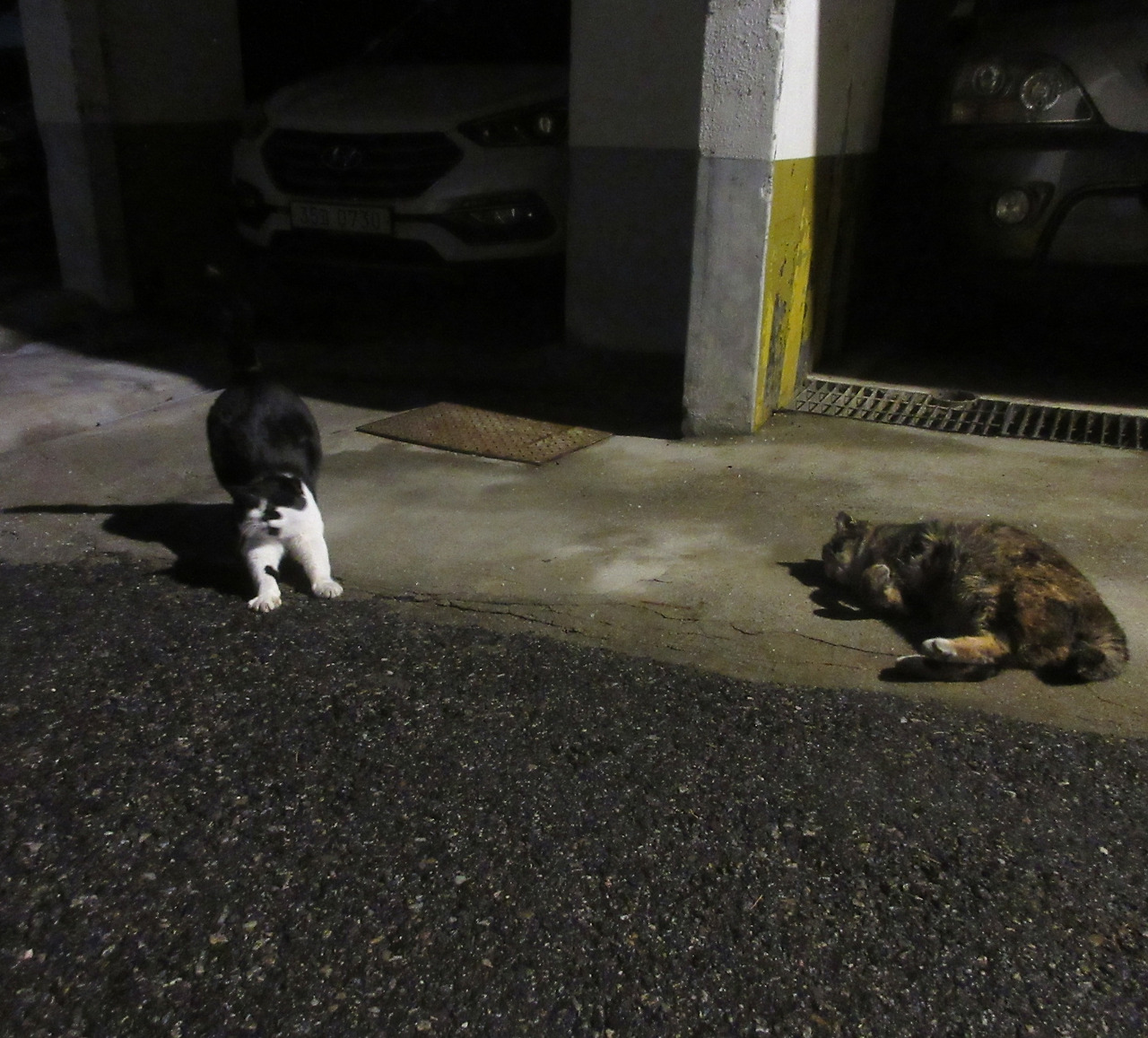 [SHANA]은애_작은귀_한파지나자마자231225 (102)2.jpg