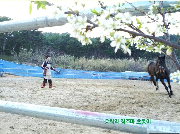 0_퇴역경주마초롱이말의해.jpg