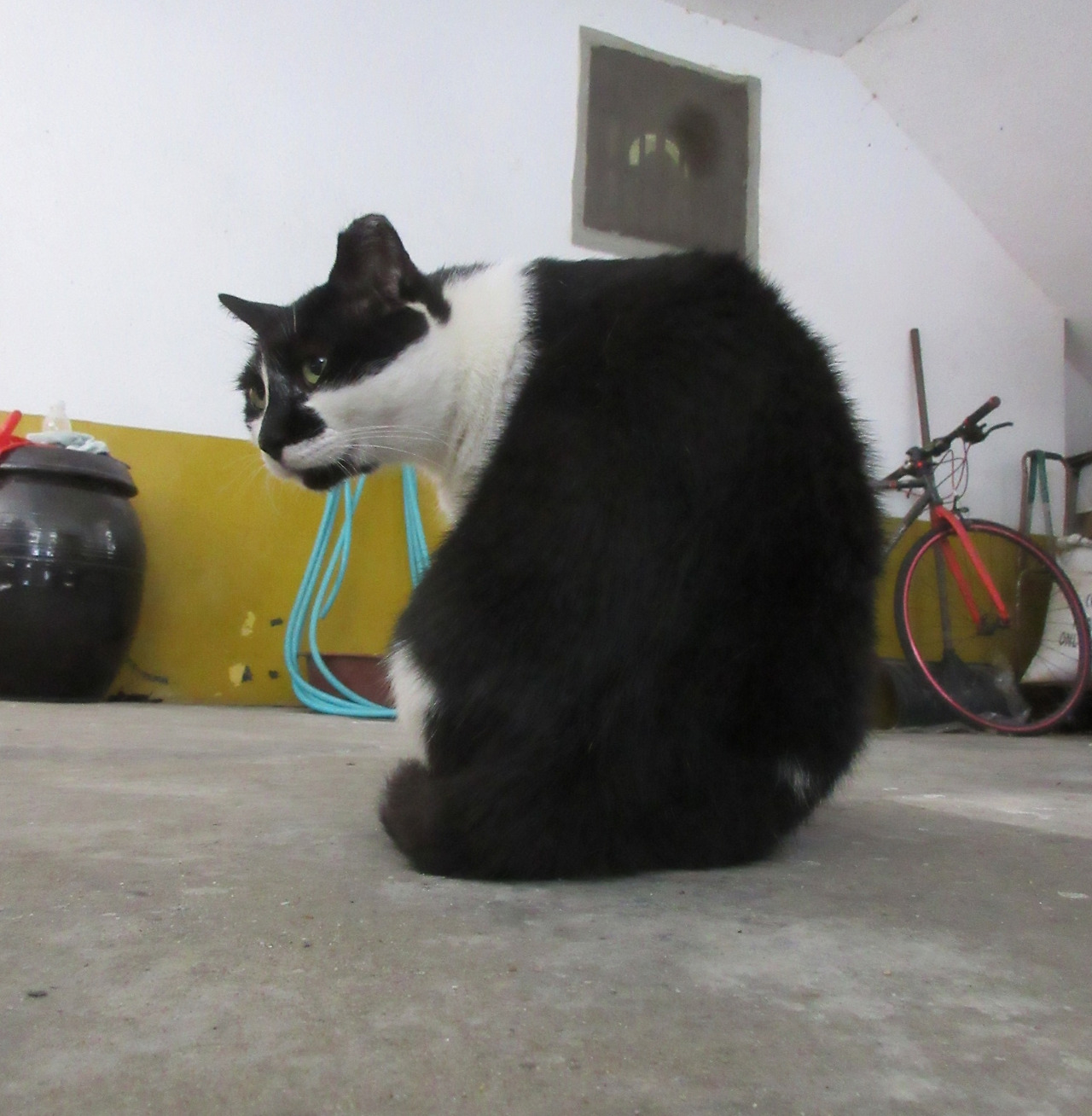 은애_작은귀_무슨포즈1-220830 (2).jpg