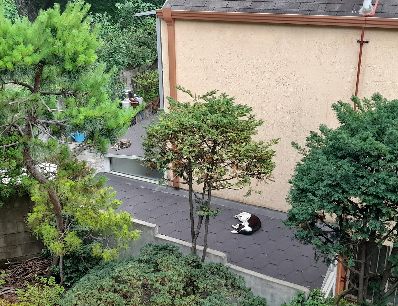 1은애_작은귀_낮잠1_220625 (1).jpg