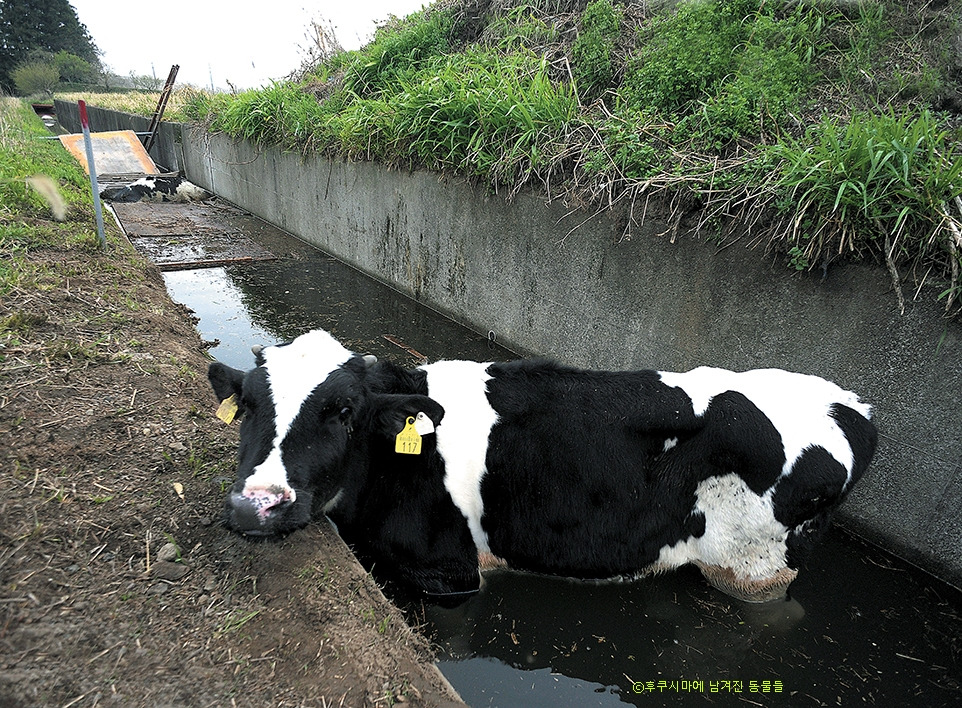 1_후쿠시마_농장동물_재해_1.jpg