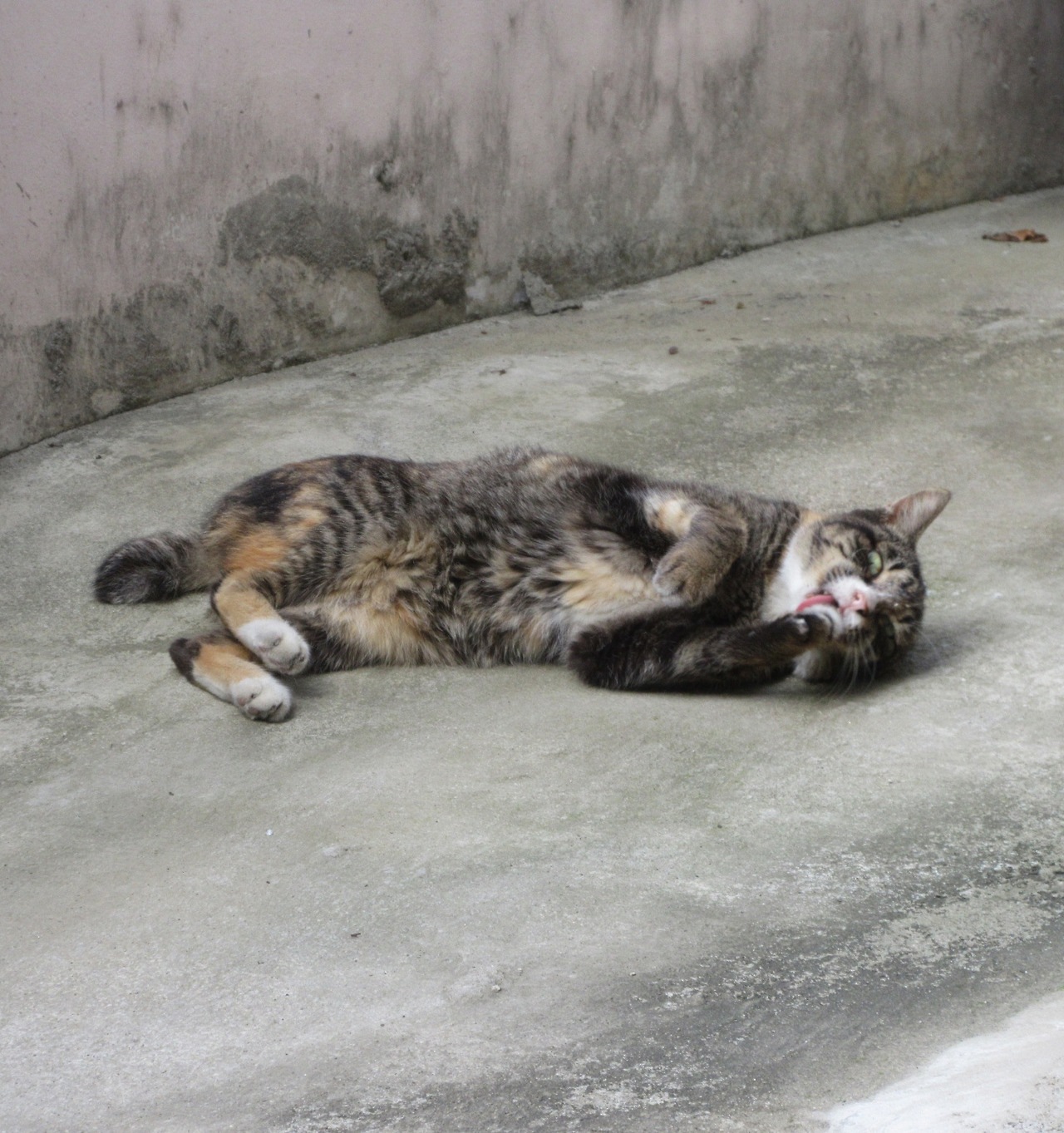 1_작은귀_벌러덩_그루밍4 230923.jpg