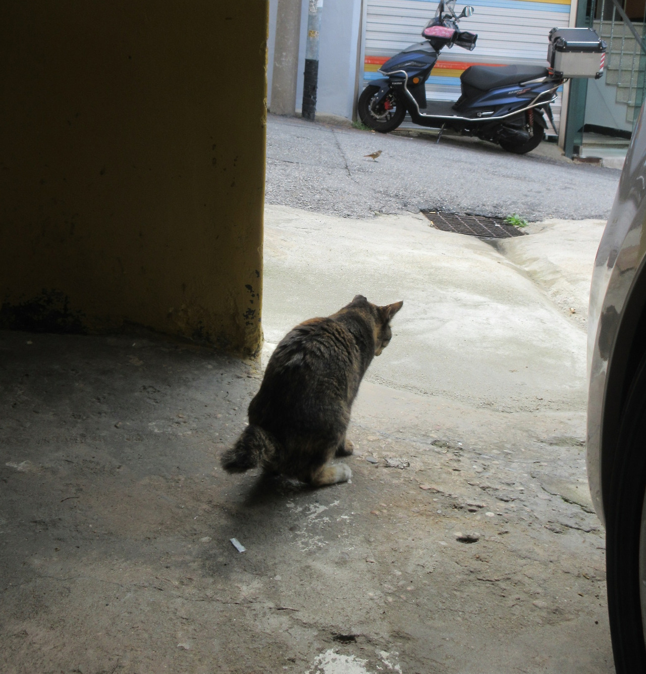 1작은귀_딱새인가4_230913 (81).jpg