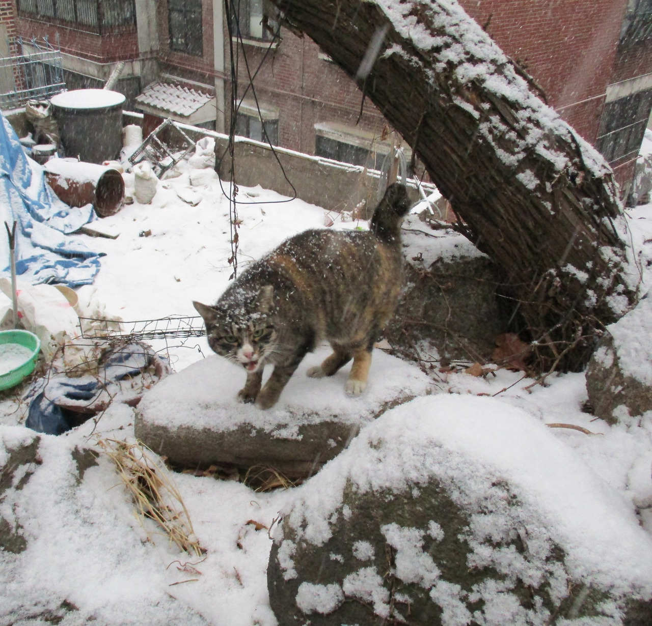 1_눈맞은고양이작은귀_171218 087.jpg