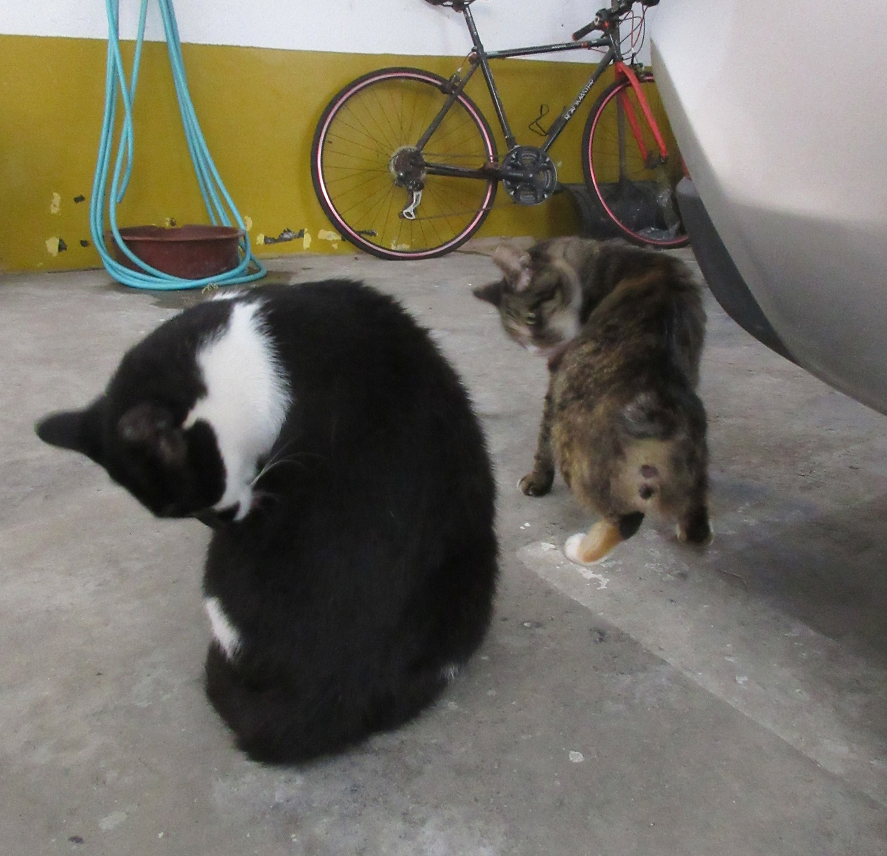 은애_작은귀_무슨포즈2-220830 (2).jpg