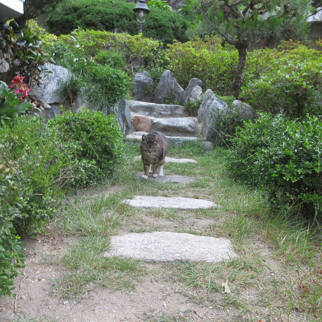 1은애_작은귀_마당4_230529 (10).jpg