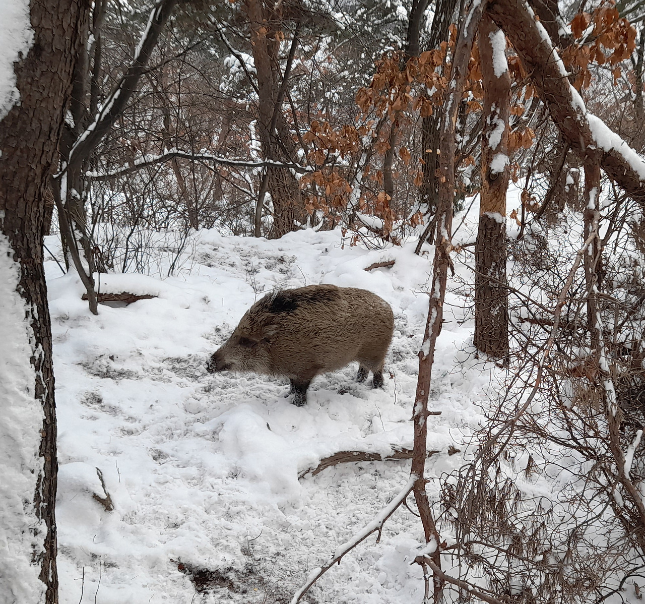 1_설날삼각산멧돼지2_20250129_084911.jpg