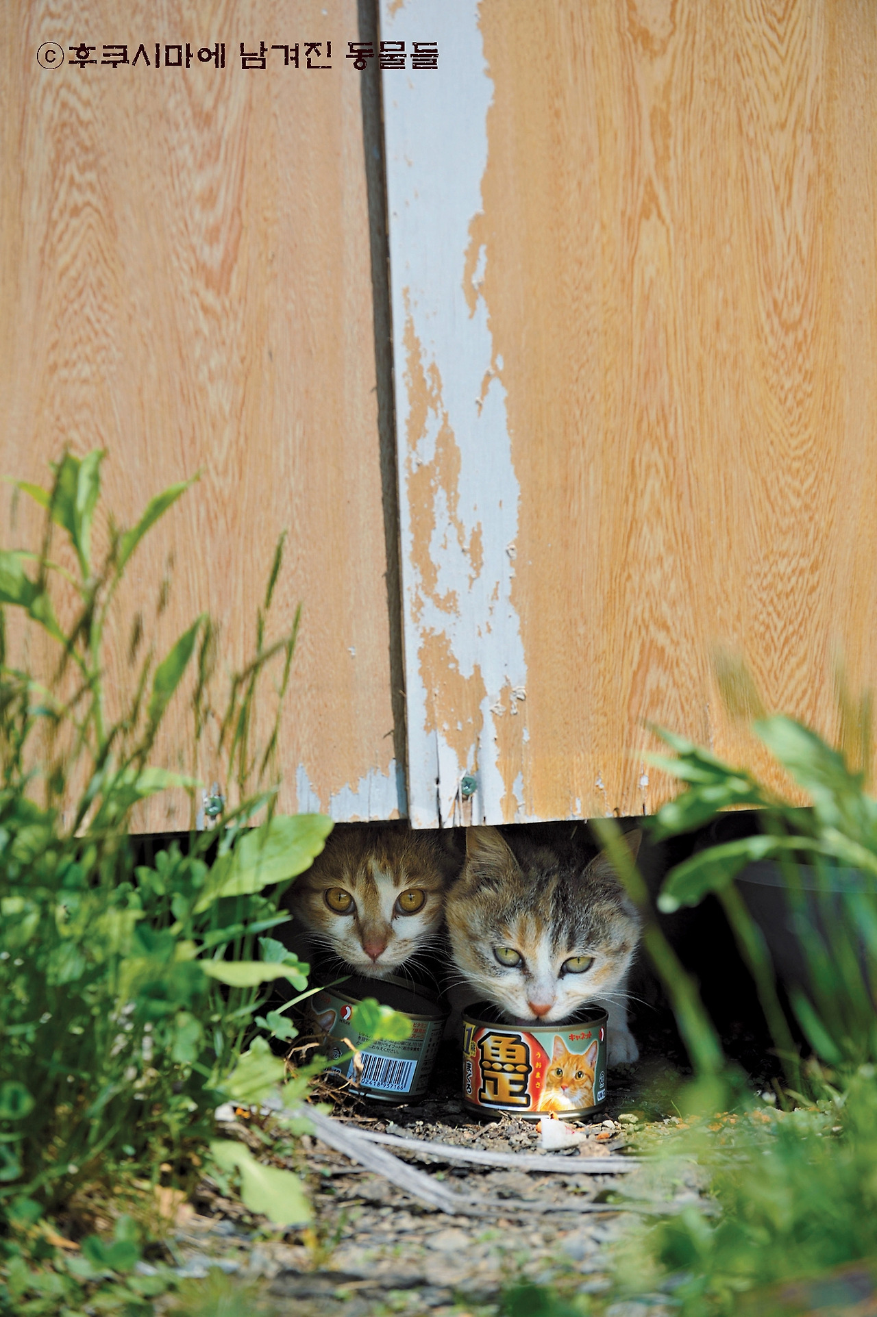 1_후쿠시마에남겨진동물들14.jpg
